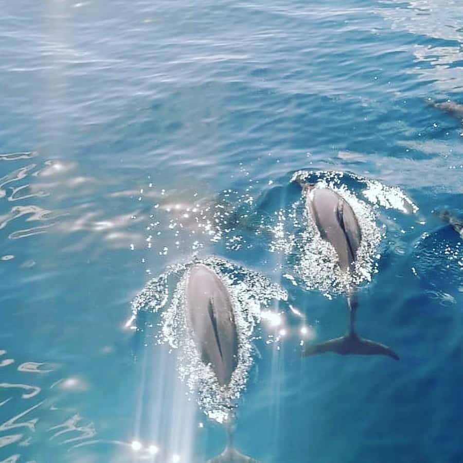 LE MORNE DOLPHINS SUNRISE TRIP - Finding dolphins without chasing the spectacle