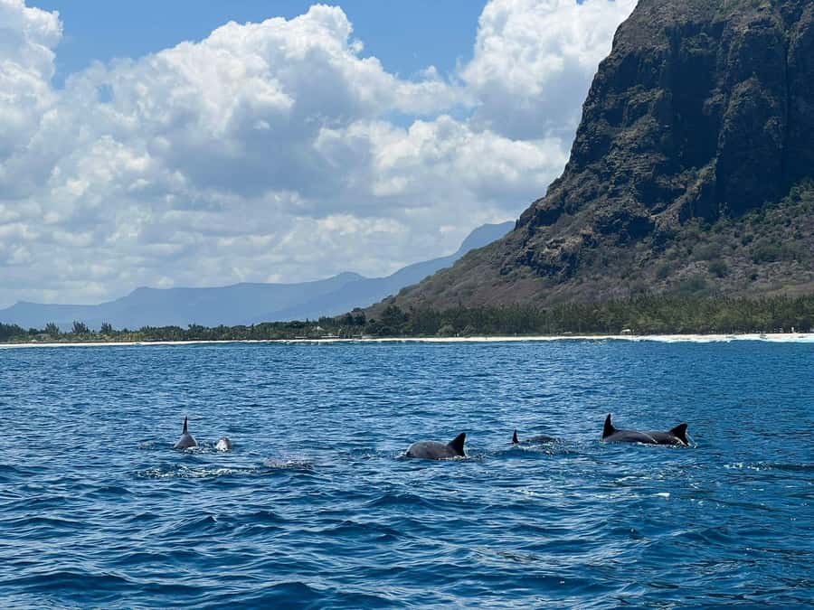Le Morne: Private Boat Tour Dolphin-Watching & swimming - Leaving from Le Morne Public Beach