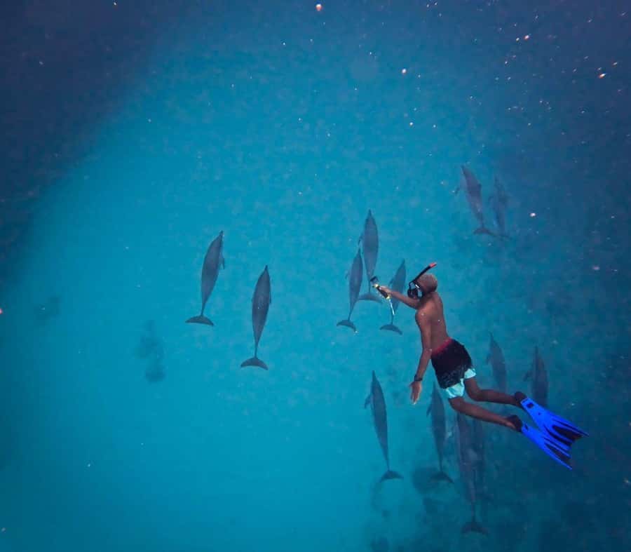 Le Morne: Private Boat Tour Dolphin-Watching & swimming - The early boat ride and the search for dolphins