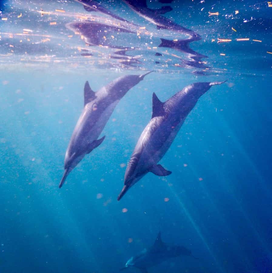 Le Morne: Private Boat Tour Dolphin-Watching & swimming - What the guides add to the experience