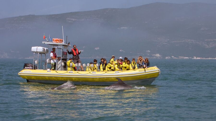 Lisbon: Arrábida Natural Park Dolphin Watching Boat Tour - Key points at a glance