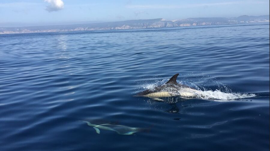 Lisbon: Arrábida Natural Park Dolphin Watching Boat Tour - From Lisbon to Sesimbra and the Arrábida coast