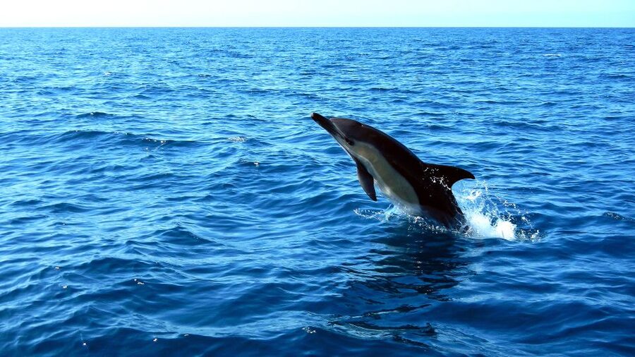 Lisbon: Arrábida Natural Park Dolphin Watching Boat Tour - The guides make the difference