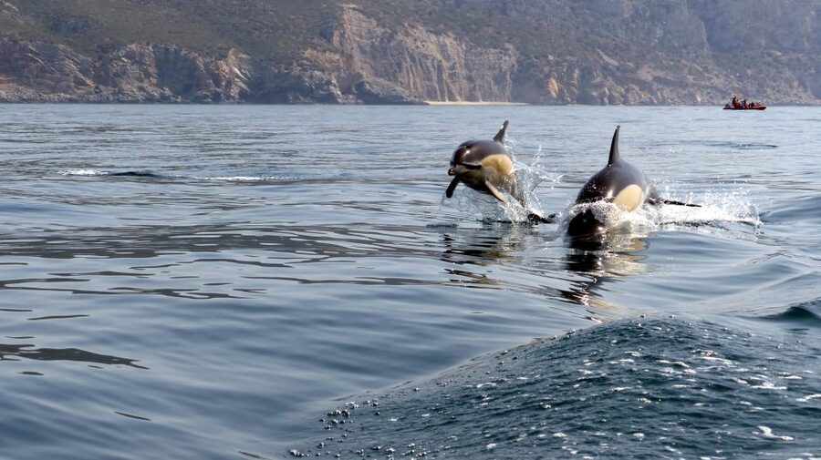Lisbon: Arrábida Natural Park Dolphin Watching Boat Tour - Beaches, caves, and the coast beyond the dolphins