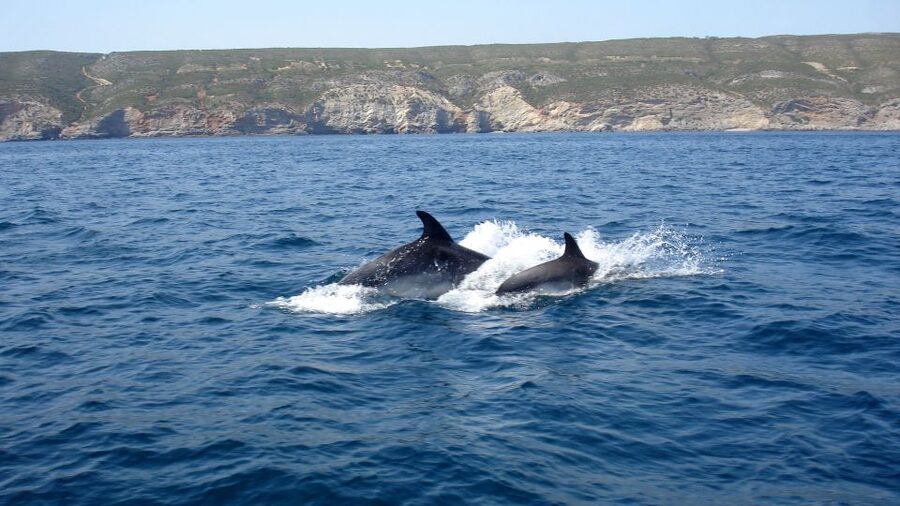 Lisbon: Arrábida Natural Park Dolphin Watching Boat Tour - A pastry, a drink, and a small local touch
