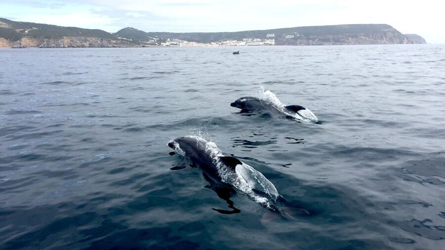 Lisbon: Arrábida Natural Park Dolphin Watching Boat Tour - Who should book this boat tour?
