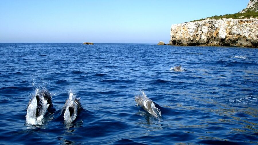 Lisbon: Arrábida Natural Park Dolphin Watching Boat Tour - Boarding the semi-inflatable boat