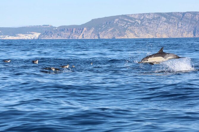 Lisbon Dolphin Watching Ocean Safari - Key things to know before you book