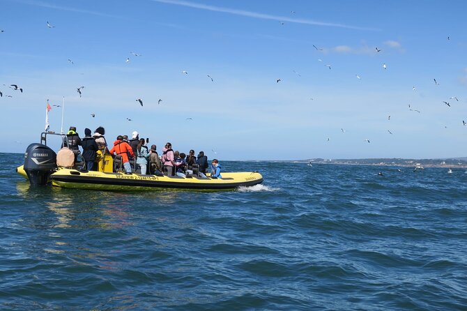 Lisbon Dolphin Watching Ocean Safari - Torre de Belém and the Discoveries Monument
