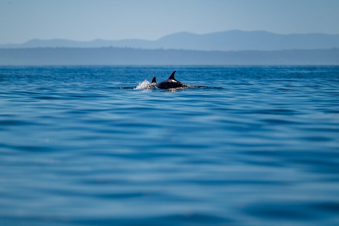 Lisbon Dolphin Watching Ocean Safari - A marine biology lesson at sea