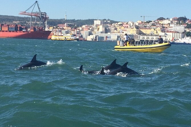 Lisbon Dolphin Watching Ocean Safari - What the RIB ride feels like