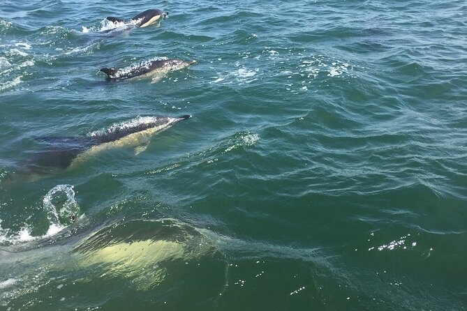 Lisbon Dolphin Watching Ocean Safari - Why the $72.08 price can make sense