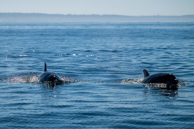 Lisbon Dolphin Watching Ocean Safari - Who will enjoy this most