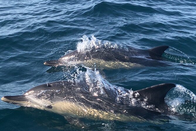 Lisbon Dolphin Watching Ocean Safari - Timing, weather, and cancellation details
