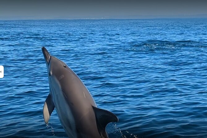 Lisbon Dolphin Watching Ocean Safari - How the dolphin search works