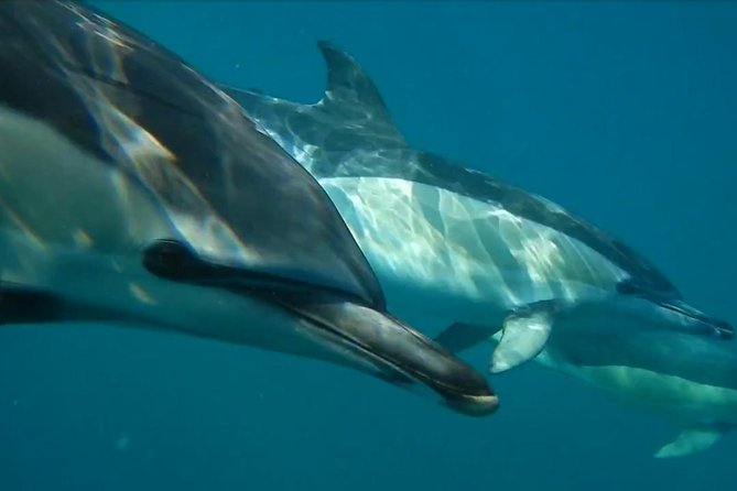 Lisbon: Dolphin Watching with a Marine Biologist - Ocean Safari - Why this dolphin trip feels different from a standard boat tour