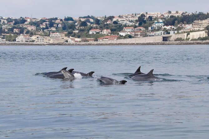 Lisbon: Dolphin Watching with a Marine Biologist - Ocean Safari - Stop one: the Tagus Estuary and the first wildlife search