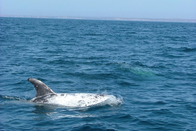 Lisbon: Dolphin Watching with a Marine Biologist - Ocean Safari - Stop three: wildlife sightings on the Atlantic