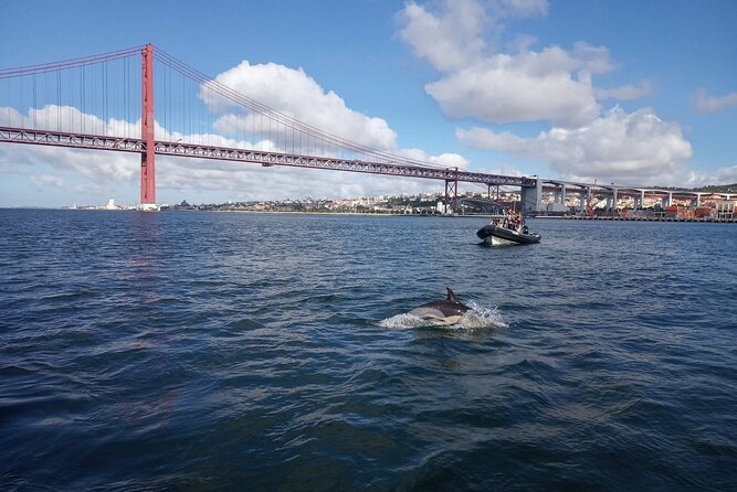 Lisbon: Dolphin Watching with a Marine Biologist - Ocean Safari - What the $62.88 price gets you