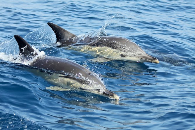 Lisbon: Dolphin Watching with a Marine Biologist - Ocean Safari - Starting beneath Lisbon’s 25th of April Bridge