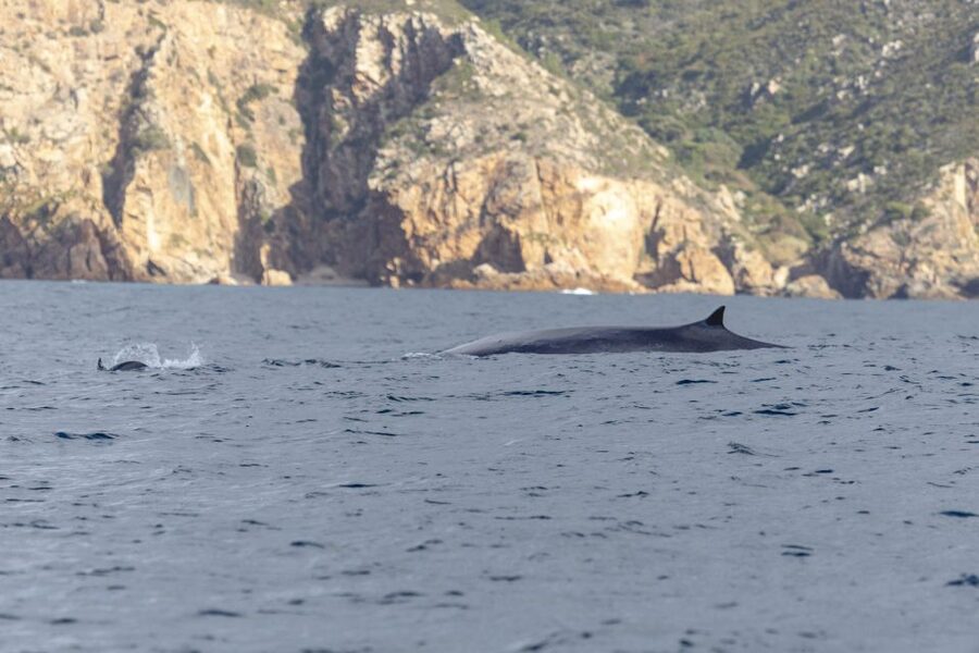 Lisbon: Dolphin Watching with Marine Biologist - My verdict on the Lisbon dolphin tour