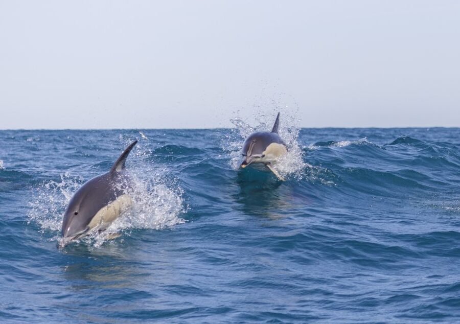 Lisbon: Dolphin Watching with Marine Biologist - Why this dolphin trip feels different from a standard boat ride