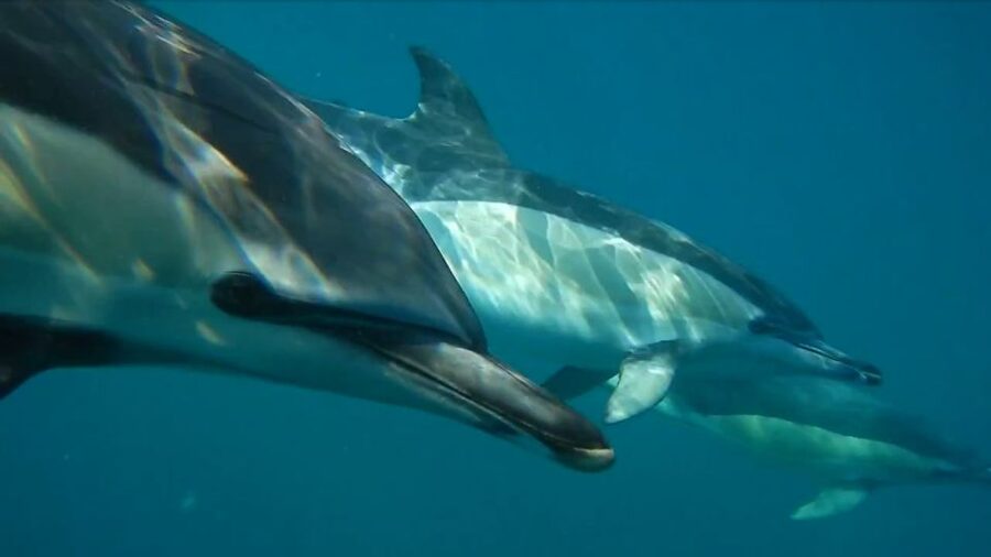 Lisbon: Dolphin Watching with Marine Biologist - The fast ride from Doca de Santo Amaro