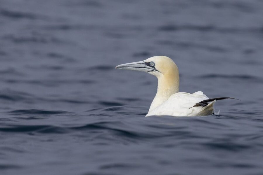 Lisbon: Dolphin Watching with Marine Biologist - Searching the Atlantic for dolphins