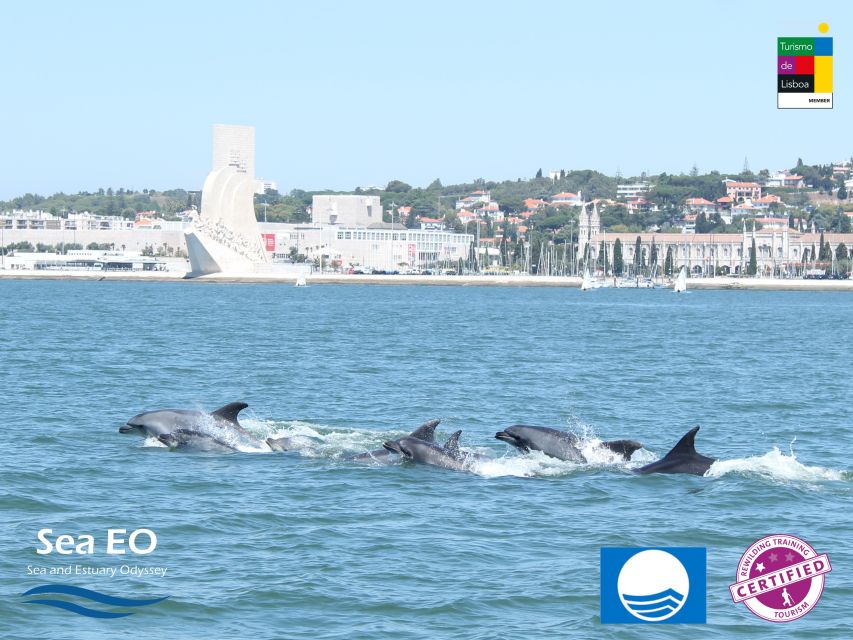 Lisbon: Dolphin Watching with Marine Biologist - Respecting wildlife without losing the excitement