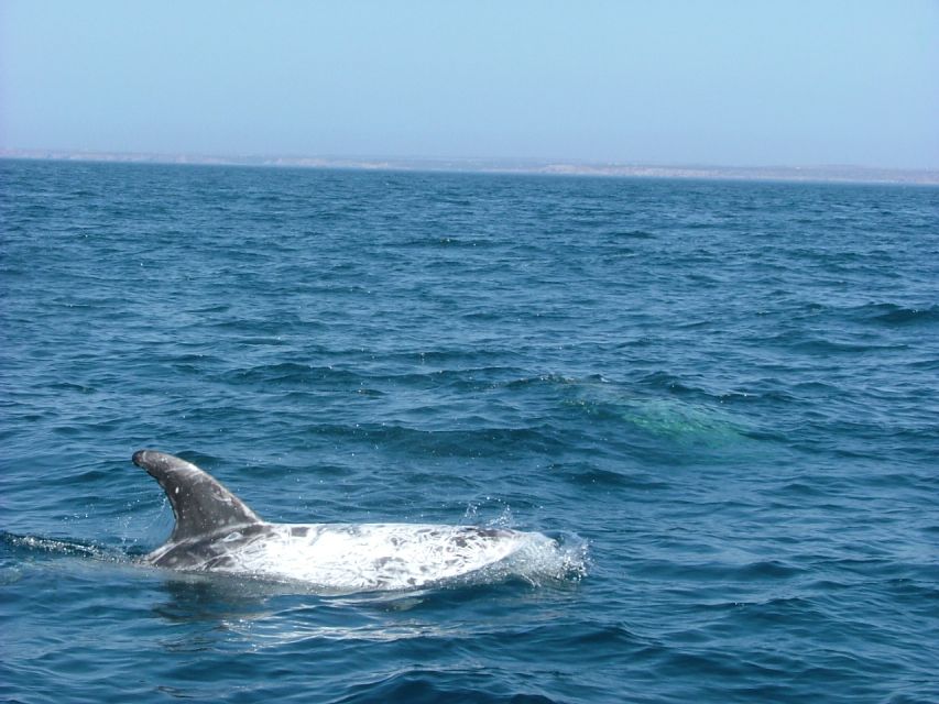Lisbon: Dolphin Watching with Marine Biologist - Bugio Lighthouse and the return along Belém
