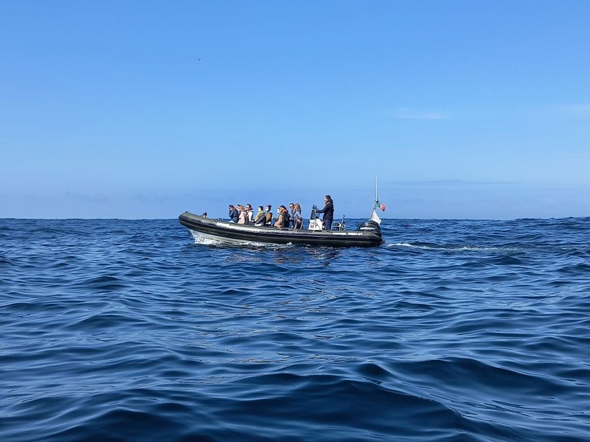 Lisbon: Dolphin Watching with Marine Biologist - Is $76 a fair price?