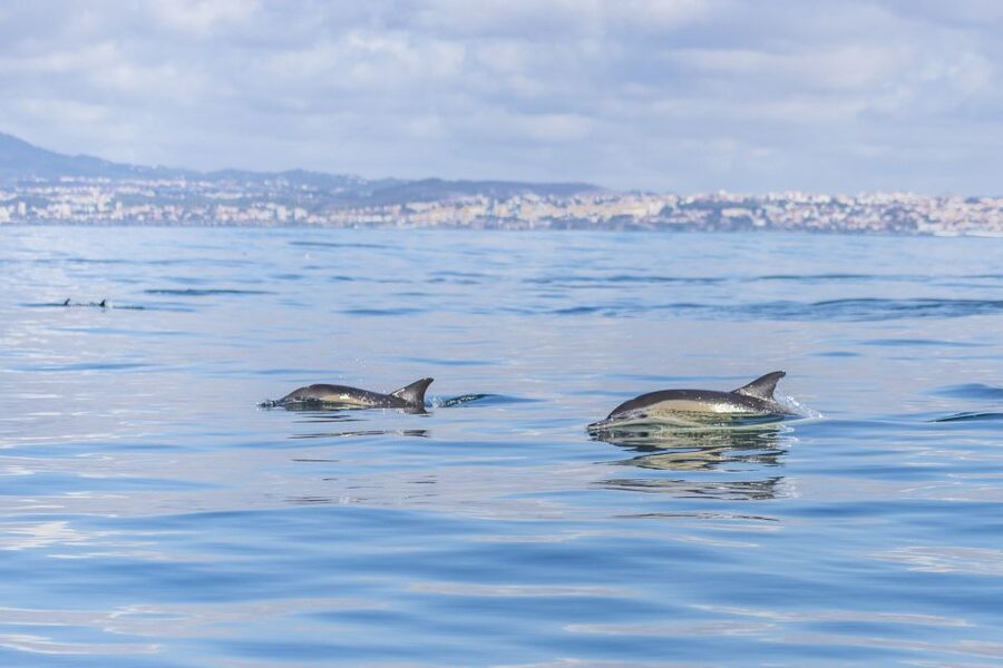 Lisbon: Dolphin Watching with Marine Biologist - Who should book, and who should skip it?