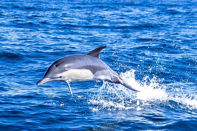 Lisbon: Dolphin Watching with Marine Biologist - Small Group - Why this is more than a quick dolphin cruise