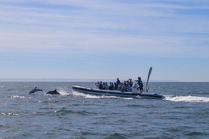 Lisbon: Dolphin Watching with Marine Biologist - Small Group - Following the Tagus toward the open sea
