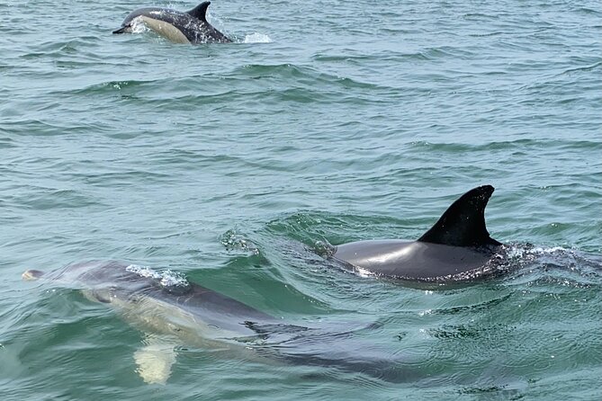 Lisbon: Dolphin Watching with Marine Biologist - Small Group - Searching for dolphins off Lisbon
