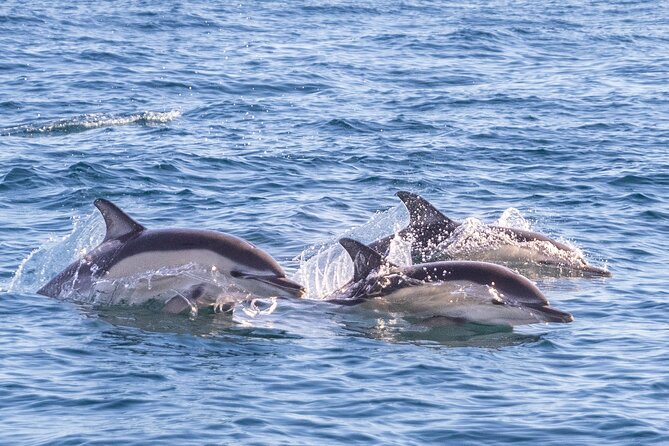Lisbon: Dolphin Watching with Marine Biologist - Small Group - What the marine biologist adds