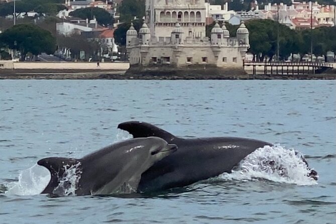 Lisbon: Dolphin Watching with Marine Biologist - Small Group - Returning past Fort Bugio and Lisbon landmarks