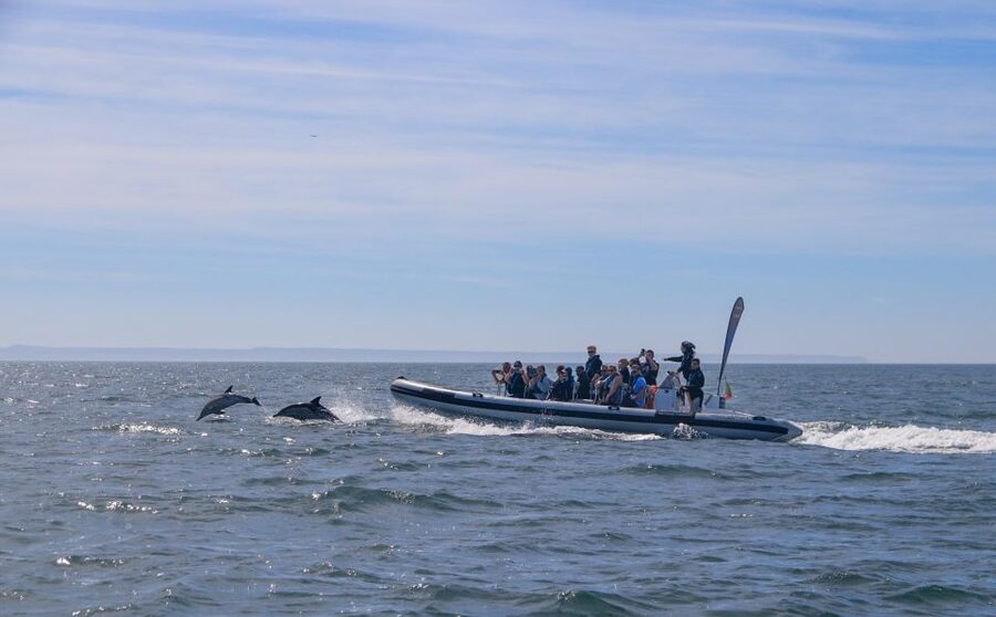 Lisbon: Dolphin Watching with Marine Biologist - Small Group - Is $61 a fair price?