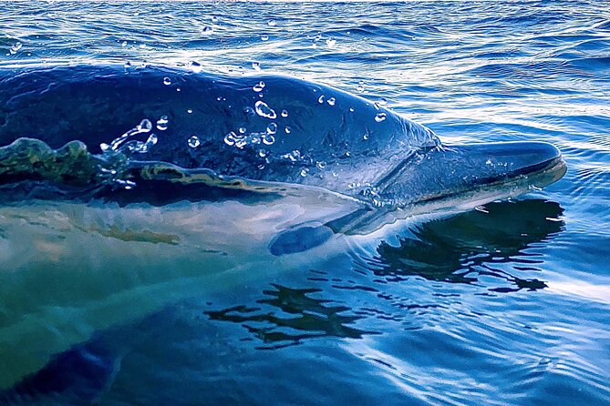 Lisbon: Dolphin Watching with Marine Biologist - Small Group - Starting below the 25 de Abril Bridge