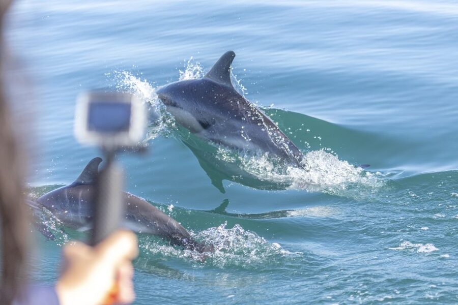 Lisbon: Dolphin Watching with Marine Biologist - Meeting under Lisbon’s red bridge
