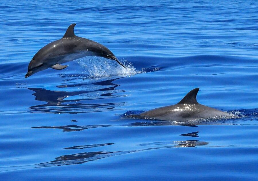 Lisbon: Tagus River Cruise to the Ocean & Dolphin Watching - From Lisbon’s ferry terminal to the open Atlantic