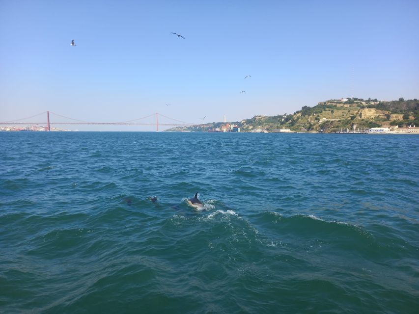 Lisbon: Tagus River Cruise to the Ocean & Dolphin Watching - Along the Oeiras coast to Caxias and Algés