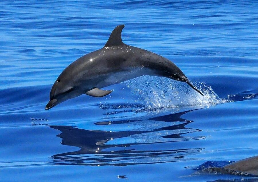 Lisbon: Tagus River Cruise to the Ocean & Dolphin Watching - Boat choices, group size, and sea conditions