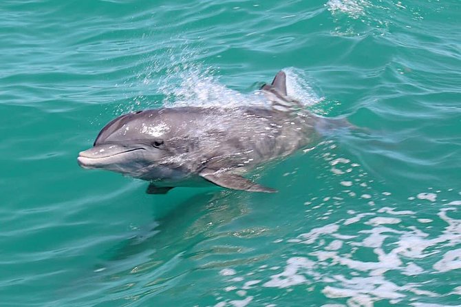 Little Toot Dolphin Adventure at Clearwater Beach - From 25 Causeway Boulevard to Clearwater Harbor