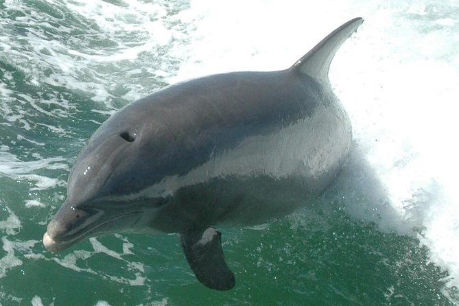 Little Toot Dolphin Adventure at Clearwater Beach - More than dolphins on the water