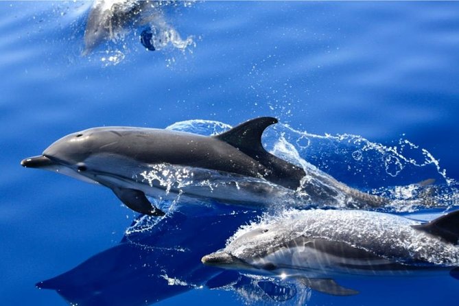 Lobos Island - The dolphin route - Chasing dolphins across the water from Puerto del Carmen