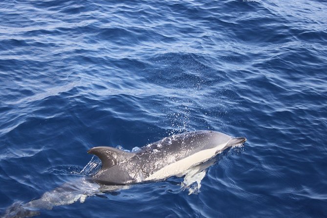 Lobos Island - The dolphin route - Lunch, drinks, and what to expect in the bag