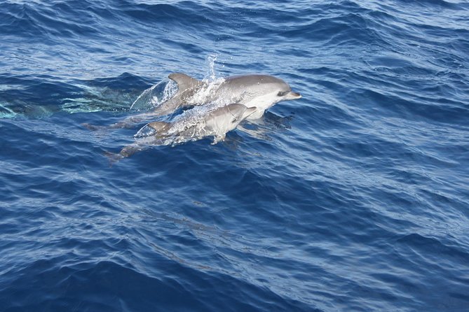 Lobos Island - The dolphin route - Is $86.50 good value?