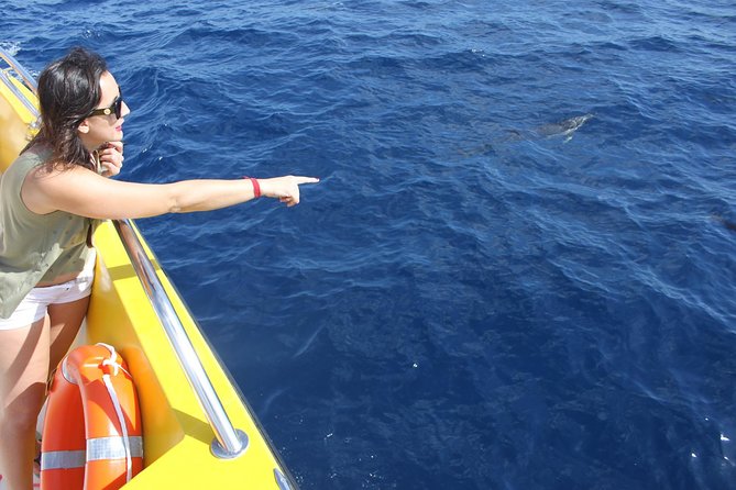 Lobos Island - The dolphin route - Practical booking advice