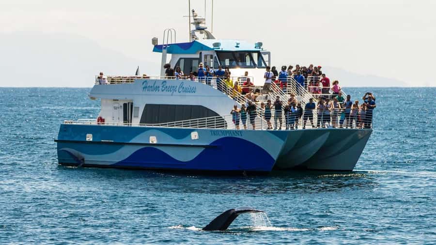 Long Beach: Whale and Dolphin Watching Cruise - Key points at a glance